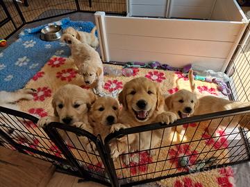 Cuccioli di Golden Retriever
