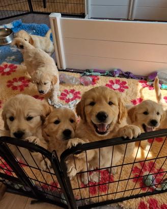 Cuccioli di Golden Retriever
