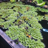 pianta galleggianti acquario