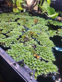 pianta galleggianti acquario