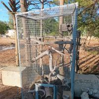 Gabbia per uccelli o pappagalli