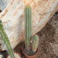 browningja hertingliana, polylopha e agave america