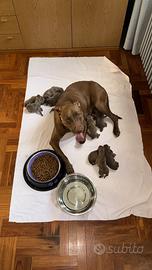 Cuccioli American PitBull Terrier (UKC)
