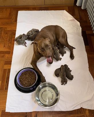 Cuccioli American PitBull Terrier (UKC)