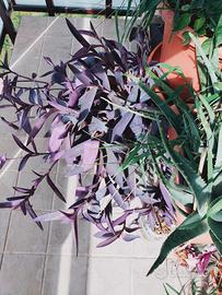 Tradescantia