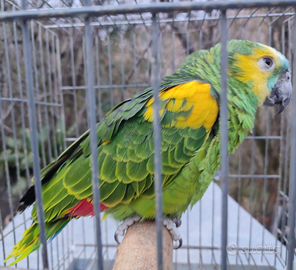 Coppia amazzoni fronte blu