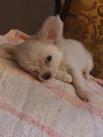 Cucciolo di chihuahua di 3 Mesi