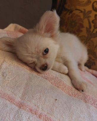 Cucciolo di chihuahua di 3 Mesi
