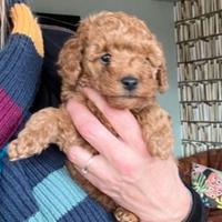Cuccioli di barboncini maschietti femminucce