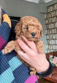 Cuccioli di barboncini maschietti femminucce