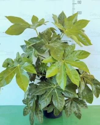 pianta Aralia 