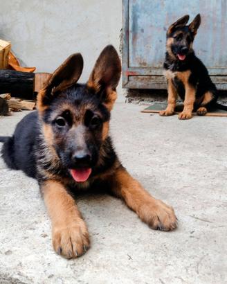 Cuccioli Pastore Tedesco