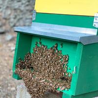 ? Nuclei d'Api Su 6 Telai ?