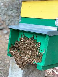 ? Nuclei d'Api Su 6 Telai ?