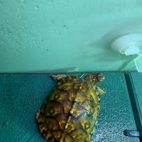 Terrapene carolina carolina 