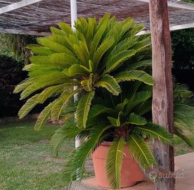 CYCAS - Varie Dimensioni 