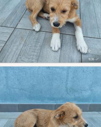 Cane meticcio 2 mesi