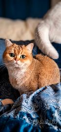 British Shorthair Rehoming