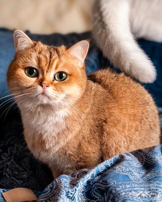British Shorthair Rehoming