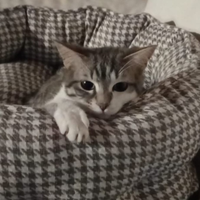 Splendidi gattini maschi