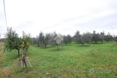 TER. AGRICOLO A CORIANO