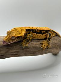 Maschio geco ciliatus tangerine