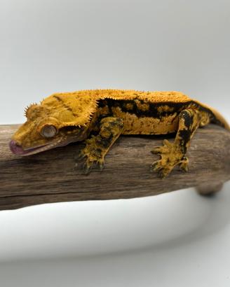 Maschio geco ciliatus tangerine