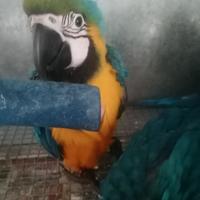 Ara ararauna allevate a mano