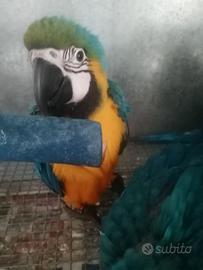 Ara ararauna allevate a mano