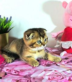 scottish british shorthair 