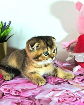 scottish british shorthair 