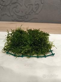 Muschio , Christmas Moss
