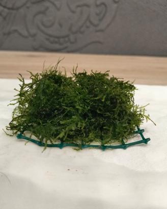 Muschio , Christmas Moss