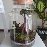 Terrarium Ficus Ginseng Big