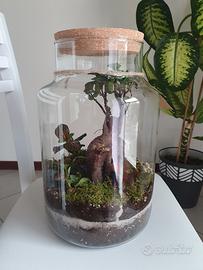 Terrarium Ficus Ginseng Big
