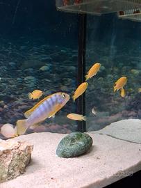 Labidochromis caeruleus