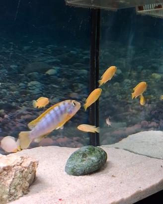 Labidochromis caeruleus