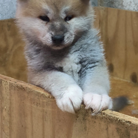 Cuccioli di Akita inu