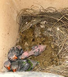 Parrocchetti dal collare