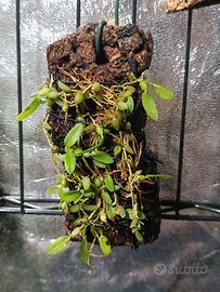 Bulbophyllum su zattera 