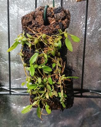 Bulbophyllum su zattera 