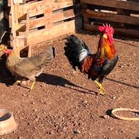 Pulcini livornesi collo oro