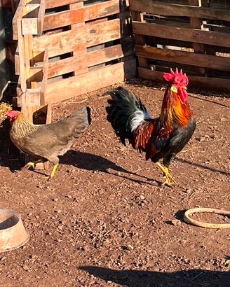 Pulcini livornesi collo oro