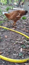 Galline giovani