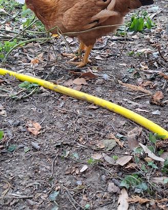 Galline giovani