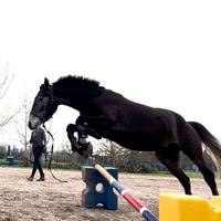 Mezza fida/vendita puledro