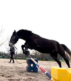 Mezza fida/vendita puledro
