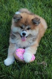 Akita inu