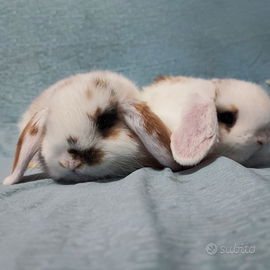 Coniglietto ariete mini lop