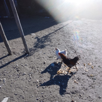 Galline ornamentali